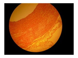 Cardiorespiratório out.2011