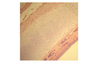 Cardiorespiratório out.2011