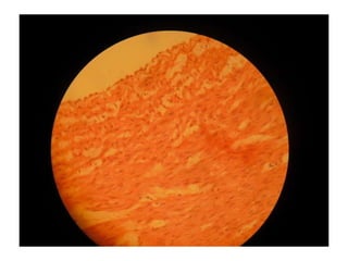 Cardiorespiratório out.2011