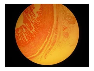 Cardiorespiratório out.2011