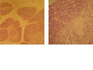 Cardiorespiratório out.2011