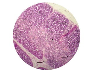 Cardiorespiratório out.2011