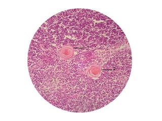 Cardiorespiratório out.2011