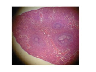 Cardiorespiratório out.2011