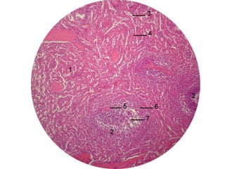 Cardiorespiratório out.2011