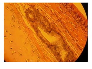 Cardiorespiratório out.2011