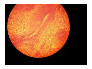 Cardiorespiratório out.2011