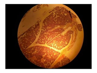 Cardiorespiratório out.2011