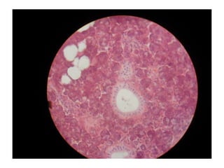 Cardiorespiratório out.2011