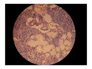 Cardiorespiratório out.2011