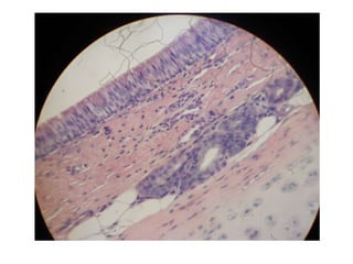 Cardiorespiratório out.2011