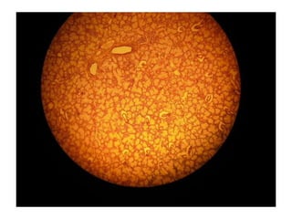 Cardiorespiratório out.2011