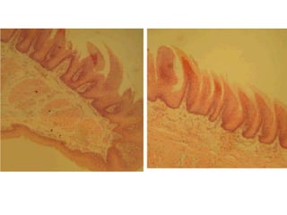 Cardiorespiratório out.2011