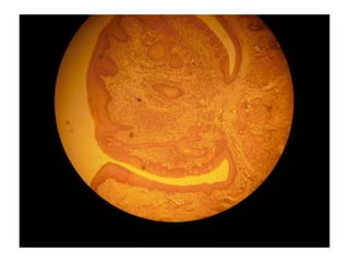 Cardiorespiratório out.2011