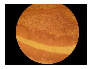 Cardiorespiratório out.2011