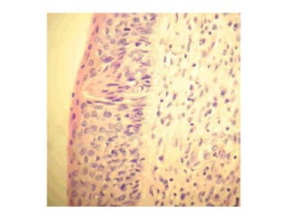 Cardiorespiratório out.2011