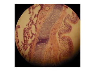 Cardiorespiratório out.2011