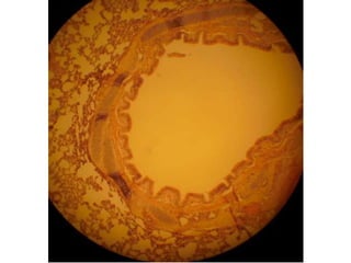 Cardiorespiratório out.2011