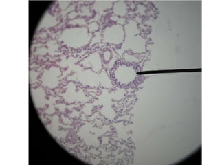 Cardiorespiratório out.2011