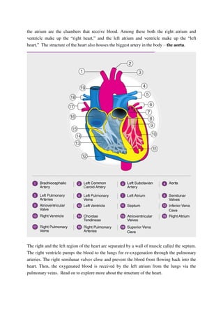 the atrium are the chambers that receive blood. Among these both the right atrium and
ventricle make up the “right heart,” and the left atrium and ventricle make up the “left
heart.” The structure of the heart also houses the biggest artery in the body – the aorta.
The right and the left region of the heart are separated by a wall of muscle called the septum.
The right ventricle pumps the blood to the lungs for re-oxygenation through the pulmonary
arteries. The right semilunar valves close and prevent the blood from flowing back into the
heart. Then, the oxygenated blood is received by the left atrium from the lungs via the
pulmonary veins. Read on to explore more about the structure of the heart.
 