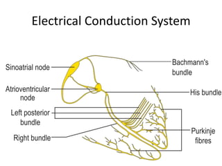 Cardiovascular System | PPTX