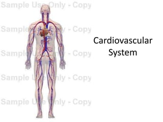 Powerchart Cardiovascular Cardiovascular System | PPTX