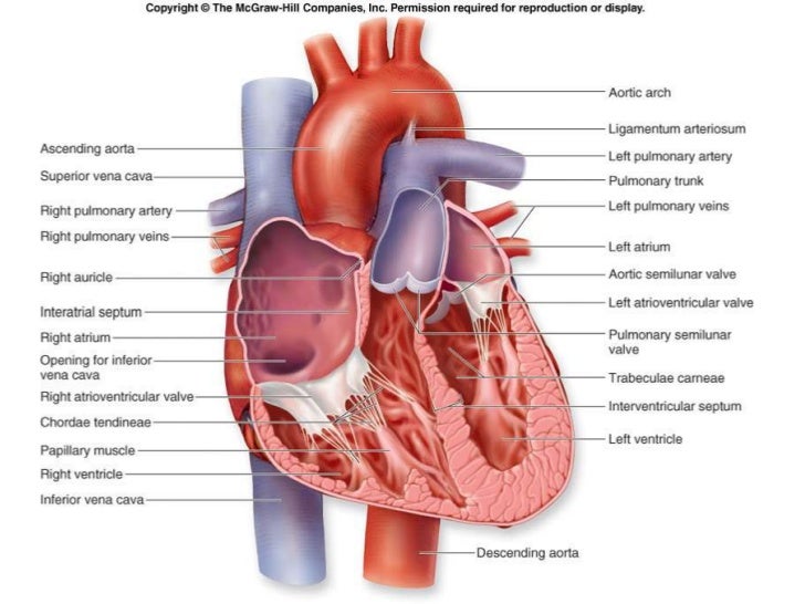Cardiovascular System diagram of the lungs gcse 