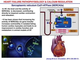 HEART FAILURE PATHOPHYSIOLOGY & CALCIUM REGULATION
Jessup M et al. Circulation. 2011;124:304-13.
Sarcoplasmic reticulum Ca21-ATPase (SERCA2a)
-In HF, the level and the activity of
SERCA2a is decreased, contributing
directly to impaired cardiac contraction
and relaxation.
- It has been shown that increasing the
activity of SERCA2a via gene transfer
increases contractility in isolated failing
human cardiac myocytes and leads to an
improvement in cardiac function and
metabolism in animal models of HF
 