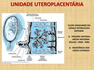 UNIDADE UTEROPLACENTÁRIA
FLUXO SANGUINEO NO
ESPAÇO INTERVILOSO
DEPENDE:
1) PRESSÃO ARTERIAL
MÉDIA MATERNA
(FLUXO = PAM - PIM)
1) RESISTÊNCIA DOS
VASOS UTERINOS
 