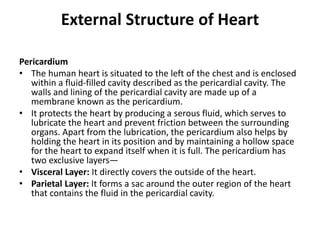 External Structure of Heart
Pericardium
• The human heart is situated to the left of the chest and is enclosed
within a fluid-filled cavity described as the pericardial cavity. The
walls and lining of the pericardial cavity are made up of a
membrane known as the pericardium.
• It protects the heart by producing a serous fluid, which serves to
lubricate the heart and prevent friction between the surrounding
organs. Apart from the lubrication, the pericardium also helps by
holding the heart in its position and by maintaining a hollow space
for the heart to expand itself when it is full. The pericardium has
two exclusive layers—
• Visceral Layer: It directly covers the outside of the heart.
• Parietal Layer: It forms a sac around the outer region of the heart
that contains the fluid in the pericardial cavity.
 