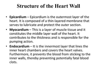 Structure of the Heart Wall
• Epicardium – Epicardium is the outermost layer of the
heart. It is composed of a thin-layered membrane that
serves to lubricate and protect the outer section.
• Myocardium – This is a layer of muscle tissue and it
constitutes the middle layer wall of the heart. It
contributes to the thickness and is responsible for the
pumping action.
• Endocardium – It is the innermost layer that lines the
inner heart chambers and covers the heart valves.
Furthermore, it prevents the blood from sticking to the
inner walls, thereby preventing potentially fatal blood
clots.
 