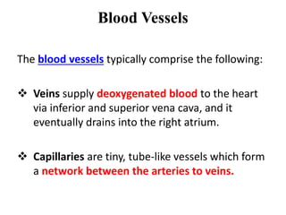 Blood Vessels
The blood vessels typically comprise the following:
 Veins supply deoxygenated blood to the heart
via inferior and superior vena cava, and it
eventually drains into the right atrium.
 Capillaries are tiny, tube-like vessels which form
a network between the arteries to veins.
 