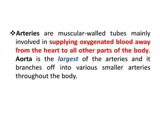 Arteries are muscular-walled tubes mainly
involved in supplying oxygenated blood away
from the heart to all other parts of the body.
Aorta is the largest of the arteries and it
branches off into various smaller arteries
throughout the body.
 