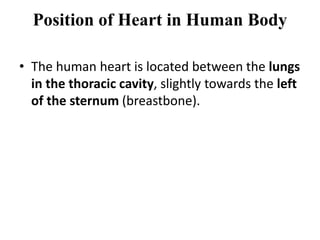 Position of Heart in Human Body
• The human heart is located between the lungs
in the thoracic cavity, slightly towards the left
of the sternum (breastbone).
 