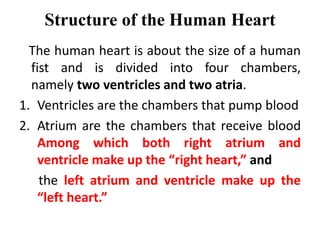 Structure of the Human Heart
The human heart is about the size of a human
fist and is divided into four chambers,
namely two ventricles and two atria.
1. Ventricles are the chambers that pump blood
2. Atrium are the chambers that receive blood
Among which both right atrium and
ventricle make up the “right heart,” and
the left atrium and ventricle make up the
“left heart.”
 