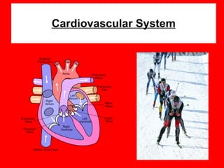 Cardiovascular System 