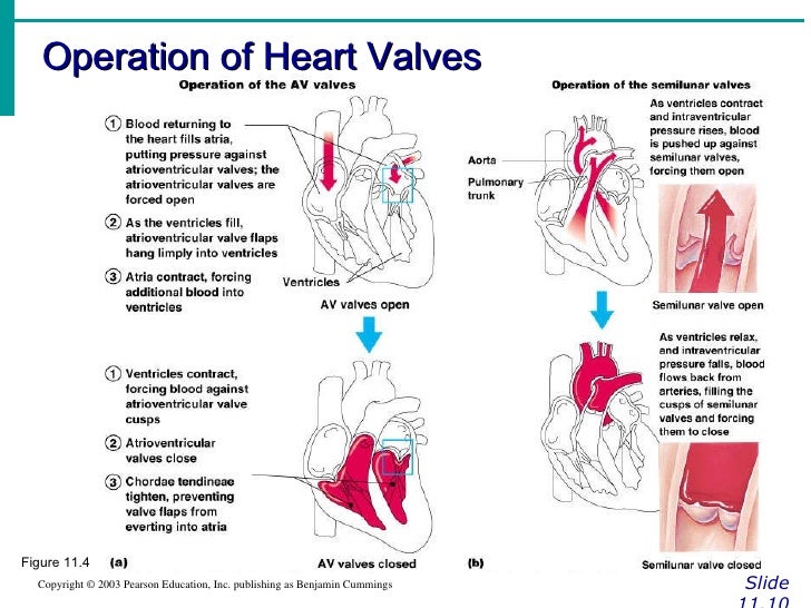 Cardiovascular