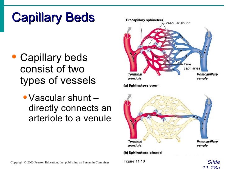 Cardiovascular