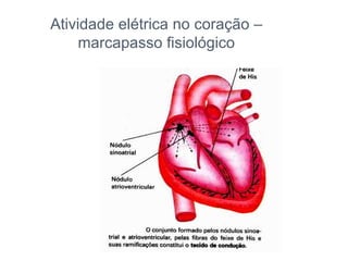 Atividade elétrica no coração – marcapasso fisiológico 