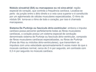 Nódulo sinoatrial (SA) ou marcapasso ou nó sino-atrial : região especial do coração, que controla a frequência cardíaca. Localiza-se perto  da junção entre o átrio direito e a veia cava superior e é constituído por um aglomerado de células musculares especializadas. O ritmo do nódulo SA  torna-se o ritmo de todo o coração; por isso é chamado marcapasso. Sistema De Purkinje ou fascículo átrio-ventricular:  embora o impulso cardíaco possa percorrer perfeitamente todas as fibras musculares cardíacas, o coração possui um sistema especial de condução denominado sistema de Purkinje ou fascículo átrio-ventricular, composto de fibras musculares cardíacas especializadas, ou fibras de Purkinje (Feixe de Hiss ou miócitos átrio-ventriculares), que transmitem os impulsos com uma velocidade aproximadamente 6 vezes maior do que o músculo cardíaco normal, cerca de 2 m por segundo, em contraste com 0,3 m por segundo no músculo cardíaco. 