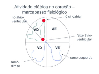 nó sinoatrial nó átrio-ventricular feixe átrio- ventricular ramo direito ramo esquerdo AD AE VD VE Atividade elétrica no coração – marcapasso fisiológico 