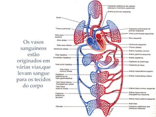 Os vasos sanguíneos estão originados em várias vias,que levam sangue para os tecidos do corpo  