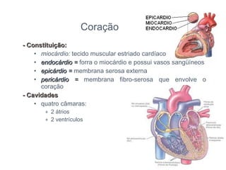 - Constituição:  miocárdio:  tecido muscular estriado cardíaco endocárdio =  forra o miocárdio e possui vasos sangüíneos epicárdio =  membrana serosa externa pericárdio =  membrana fibro-serosa que envolve o coração - Cavidades quatro câmaras: 2 átrios 2 ventrículos Coração 