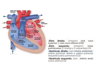 -Átrio direito:  (chegam)  veia cava superior  e  veia cava inferior-CO2 -Átrio esquerdo:  (chegam)  veias pulmonares  (2 direitas e 2 esquerdas)-O2 -Ventrículo direito:  (sai)  tronco pulmonar : artéria pulmonar direita e artéria pulmonar esquerda (valva pulmonar)-CO2 -Ventrículo esquerdo:  (sai)  artéria aorta  (valva aórtica)-O2 