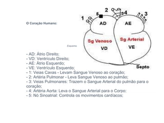 O Coração Humano:                                                    Esquema. - AD: Átrio Direito; - VD: Ventrículo Direito; - AE: Átrio Esquerdo; - VE: Ventrículo Esquerdo;  - 1: Veias Cavas - Levam Sangue Venoso ao coração; - 2: Artéria Pulmonar - Leva Sangue Venoso ao pulmão; - 3: Veias Pulmonares: Trazem o Sangue Arterial do pulmão para o coração; - 4: Artéria Aorta: Leva o Sangue Arterial para o Corpo; - 5: Nó Sinoatrial: Controla os movimentos cardíacos;  