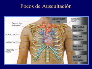 Cardiovascular | PPT