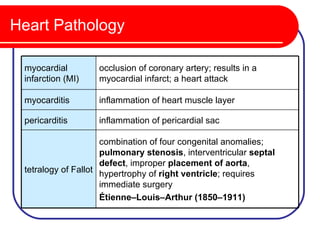 Heart Pathology

 myocardial        occlusion of coronary artery; results in a
 infarction (MI)   myocardial infarct; a heart attack

 myocarditis       inflammation of heart muscle layer

 pericarditis      inflammation of pericardial sac

                     combination of four congenital anomalies;
                     pulmonary stenosis, interventricular septal
                     defect, improper placement of aorta,
 tetralogy of Fallot hypertrophy of right ventricle; requires
                     immediate surgery
                     Étienne–Louis–Arthur (1850–1911)
 