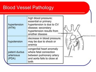 Blood Vessel Pathology

                  high blood pressure;
                  essential or primary
  hypertension    hypertension is due to CV
  (HTN)           disease; secondary
                  hypertension results from
                  another disease
                  decrease in blood pressure;
  hypotension     may be due to shock or
                  anemia
                  congenital heart anomaly
  patent ductus   where fetal connection
  arteriosus      between pulmonary artery
  (PDA)           and aorta fails to close at
                  birth
 