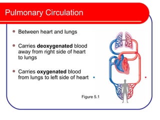 Pulmonary Circulation

    Between heart and lungs

    Carries deoxygenated blood
     away from right side of heart
     to lungs

    Carries oxygenated blood
     from lungs to left side of heart


                                 Figure 5.1
 