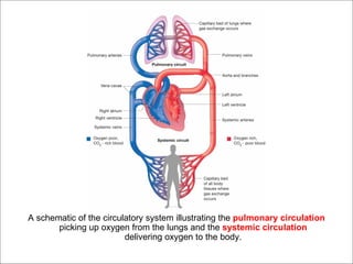 A schematic of the circulatory system illustrating the pulmonary circulation
       picking up oxygen from the lungs and the systemic circulation
                         delivering oxygen to the body.
 